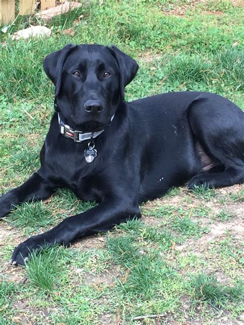 black lab 6 months|6 month old labrador size.